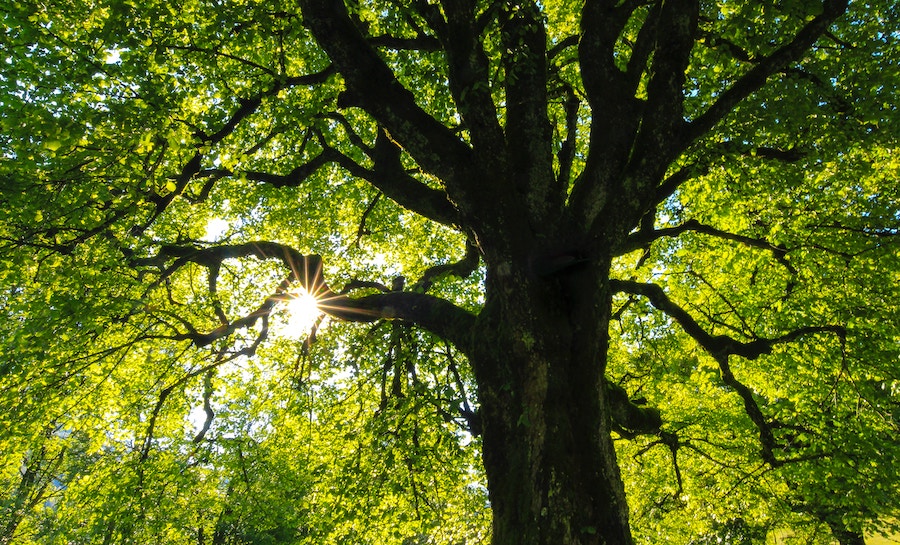 Plurale di quercia: querce o quercie?